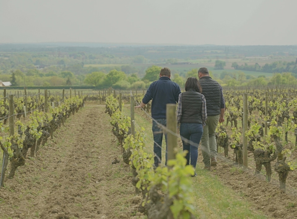 PVVL accompagne et conseille les viticulteurs pour développer leurs vignobles. Grâce à son réseau de pépiniériste viticole, PVVL répond aux nouvelles exigences du métier.