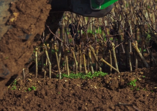 Découvrez nos plants traditionnels, nos plants de vigne de raisins de table, et autres plants. Contactez-nous pour être conseillé !