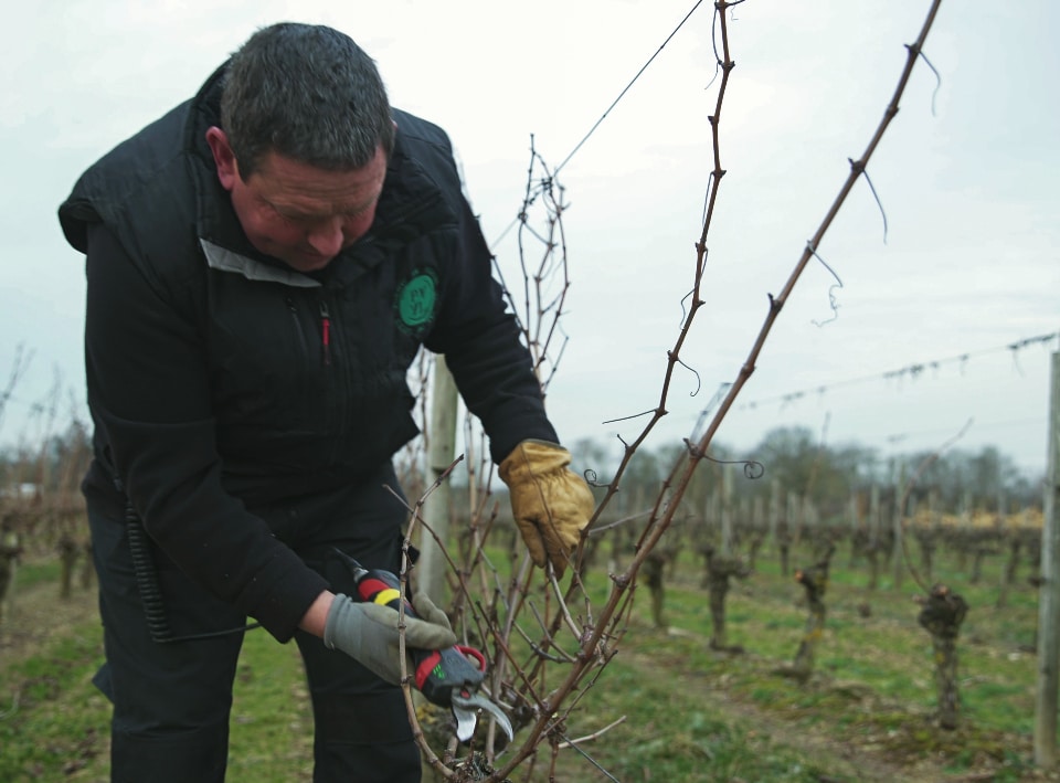 Découvrez l'une de nos pépinières viticoles du val de loire à Faveraye-Mâchelles, nous produisons des plants de vignes de qualité pour répondre aux besoins des viticulteurs. Contactez PVVL pour en savoir +