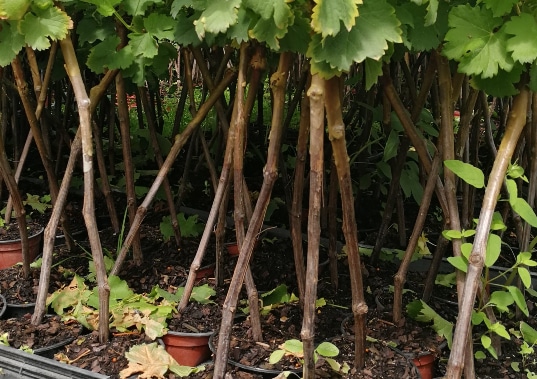 Découvrez nos plants haute-tige, des plants de vigne de raisins de table, et autres plants. Contactez PVVL pour être accompagné !