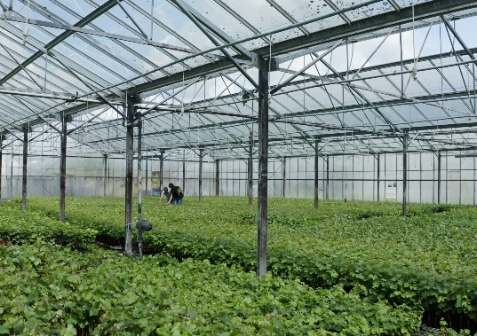 Découvrez nos plants en pot 1L, des plants de vigne de raisins de table, et autres plants. Contactez PVVL pour être accompagné !