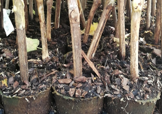 Découvrez nos plants en pot 7/9, des plants de vigne de raisins de table, et autres plants. Contactez PVVL pour être accompagné !