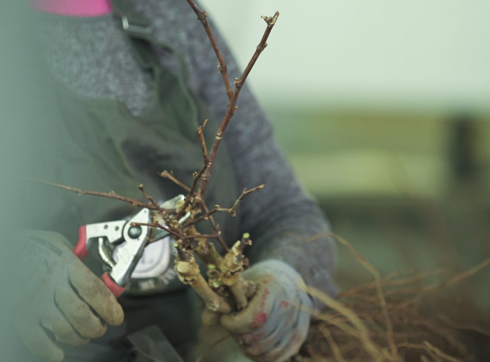 Découvrez l'une de nos pépinières viticoles du val de loire à Saint-Clément-des-levées, spécialisée dans les productions de sélections massales et des plants hautes-tiges. Contactez PVVL pour en savoir +